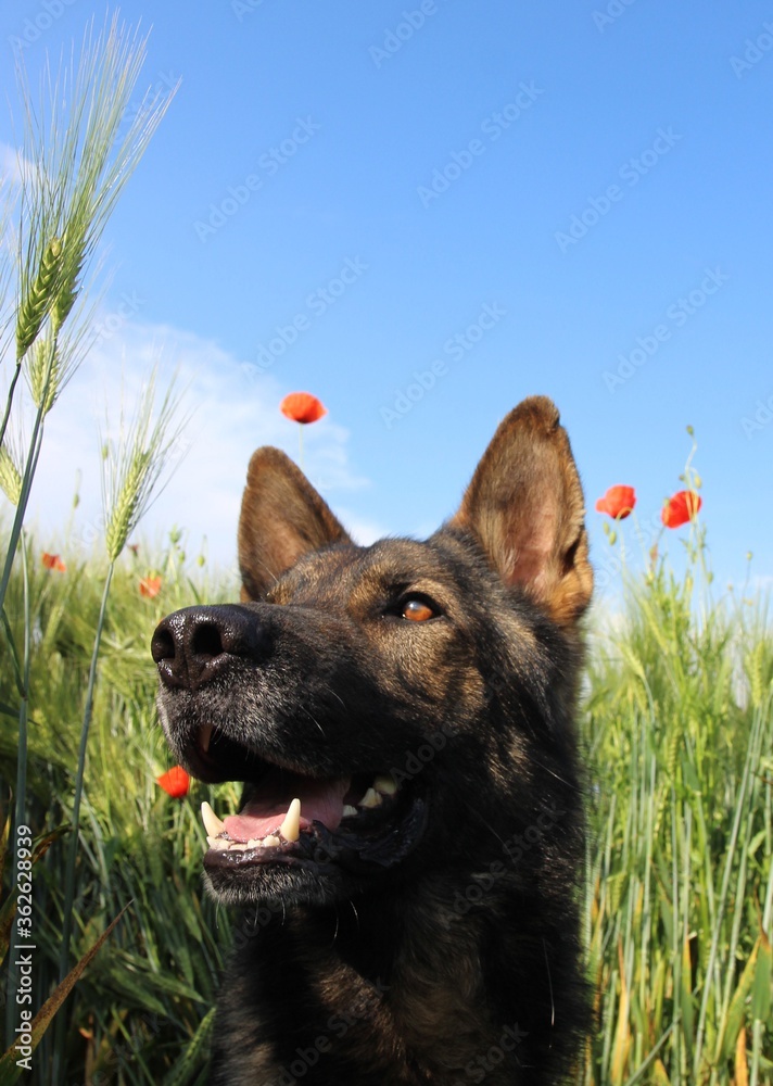 Deutscher Schäferhund Mohnblumen Gerste Getreide Getreidefeld Hund Blumen  Mohnwiese blauer Himmel Malinois Nase Weizen Weizenfeld foto de Stock |  Adobe Stock