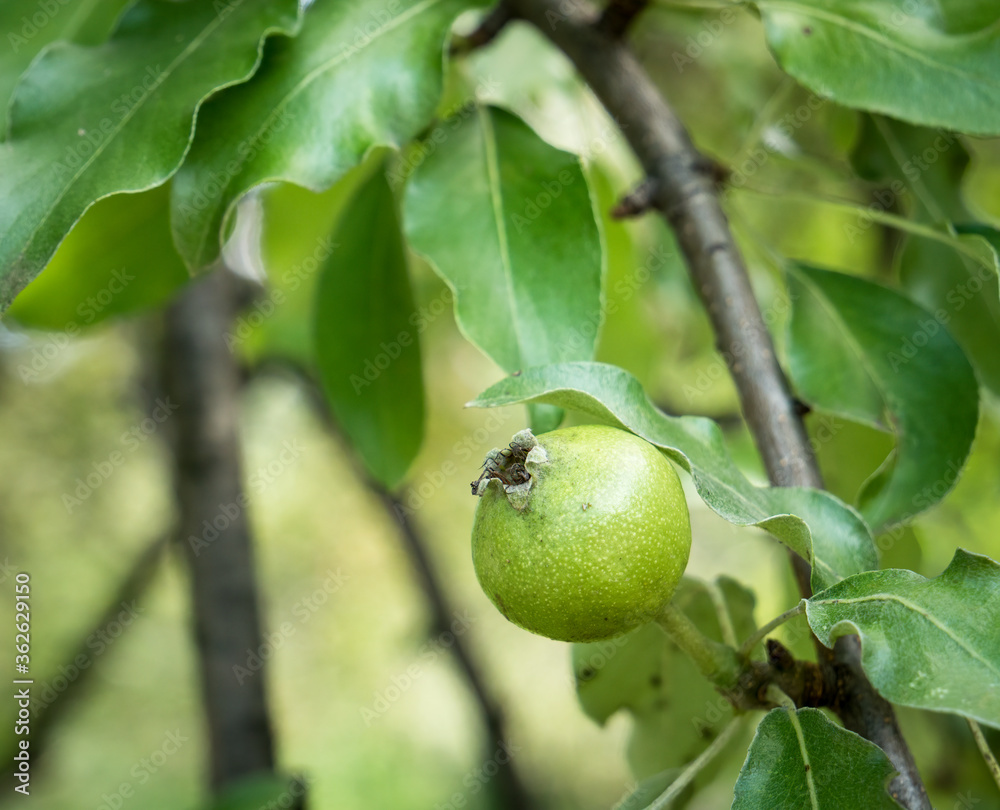 Pyrus elaeagrifolia or the oleaster-leafed pear fruit hanging on a tree branch. Single isolated fresh green fruit Pyrus elaeagrifolia or the oleaster-leafed pear fruit hanging on a tree branch. Single isolated fresh green fruit