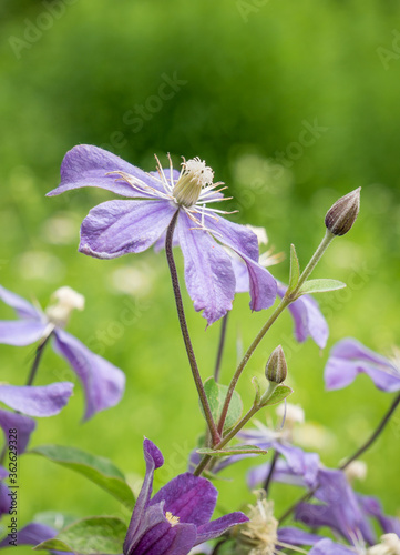 Purple flower clematis arabella with green blurred background. photo