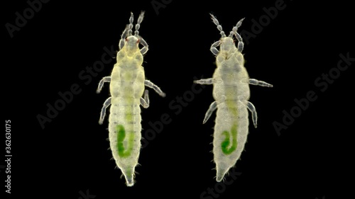 Insect larva Thysanoptera under a microscope, in agronomy, most types of thrips are considered pests of agricultural crops, there are also carnivorous species,visible bowel function photo