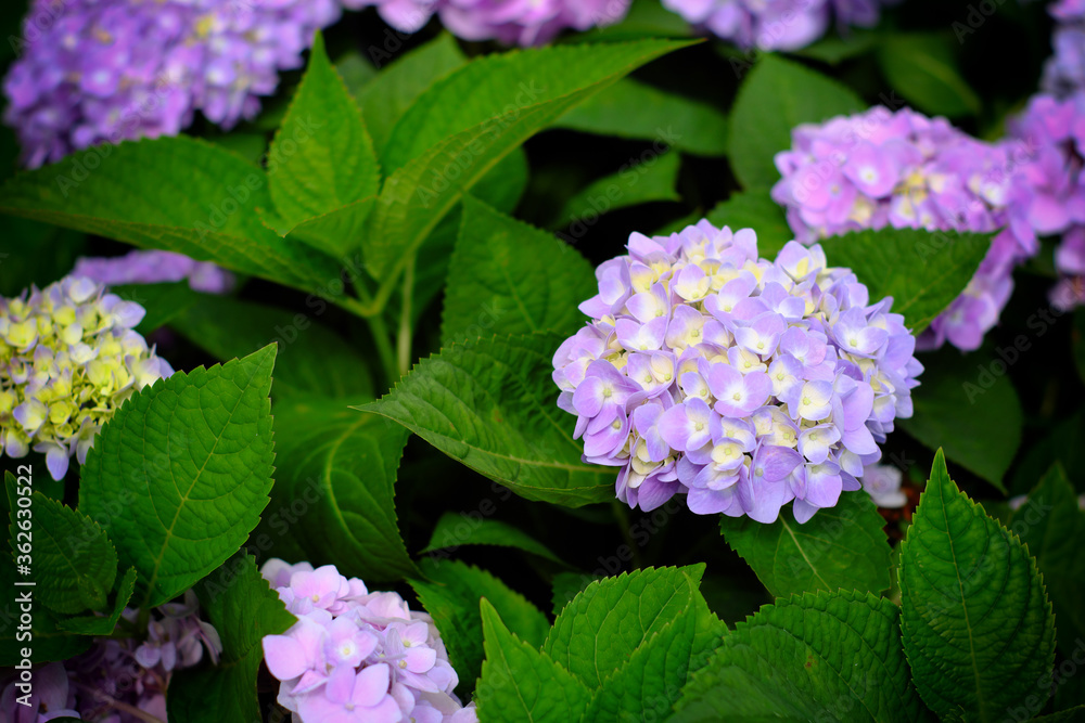 Hydrangea flowers at Liming Trail Garden of Taishan District, New Taipei, Taiwan. Hydrangea flowers at Liming Trail Garden of Taishan District, New Taipei, Taiwan.