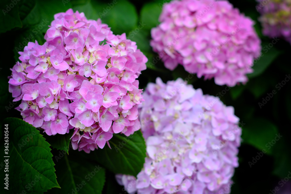 Hydrangea flowers at Liming Trail Garden of Taishan District, New Taipei, Taiwan. Hydrangea flowers at Liming Trail Garden of Taishan District, New Taipei, Taiwan.