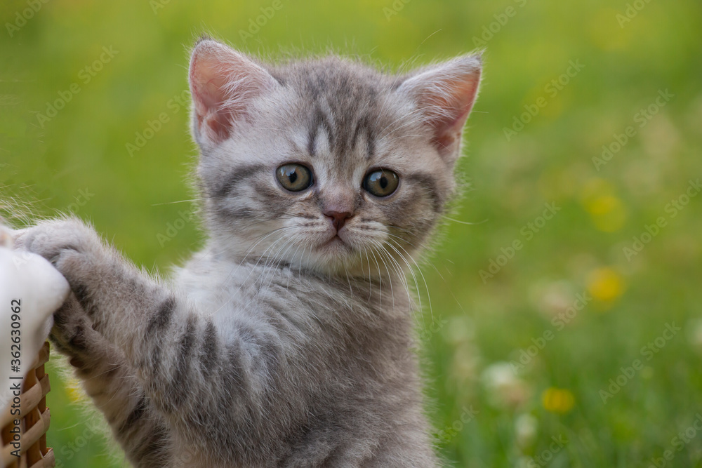 british striped gray fluffy kitten on green grass near a basket