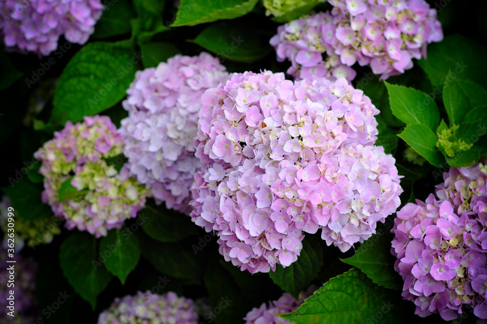 Hydrangea flowers at Liming Trail Garden of Taishan District, New Taipei, Taiwan. Hydrangea flowers at Liming Trail Garden of Taishan District, New Taipei, Taiwan.