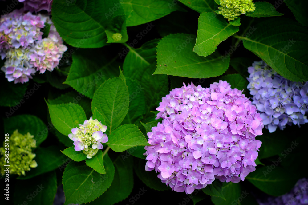 Hydrangea flowers at Liming Trail Garden of Taishan District, New Taipei, Taiwan. Hydrangea flowers at Liming Trail Garden of Taishan District, New Taipei, Taiwan.