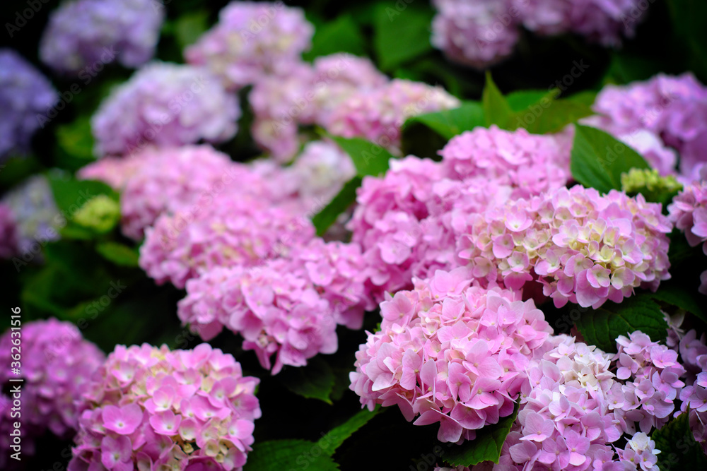 Hydrangea flowers at Liming Trail Garden of Taishan District, New Taipei, Taiwan. Hydrangea flowers at Liming Trail Garden of Taishan District, New Taipei, Taiwan.