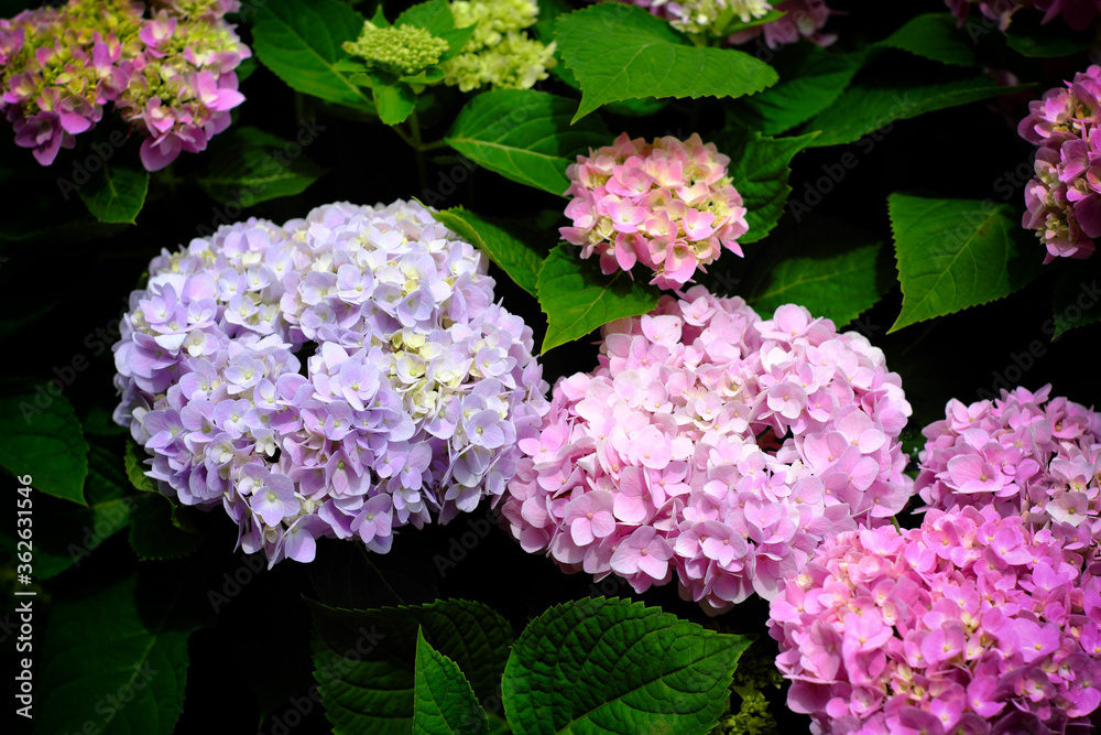 Hydrangea flowers at Liming Trail Garden of Taishan District, New Taipei, Taiwan. Hydrangea flowers at Liming Trail Garden of Taishan District, New Taipei, Taiwan.