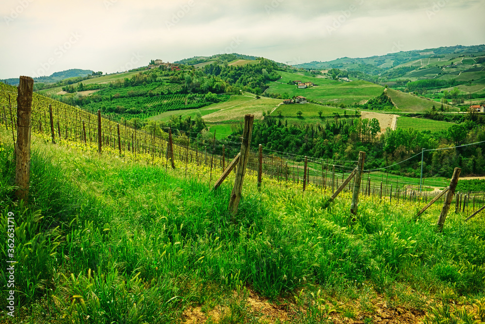 Organic vineyard in Piedmont, Italy, toned