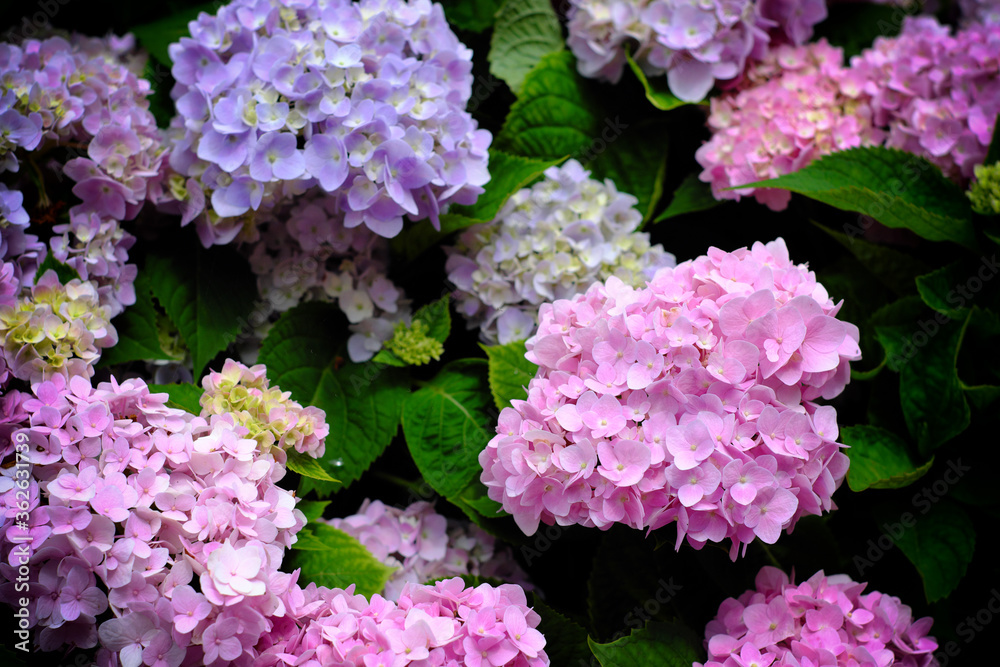 Hydrangea flowers at Liming Trail Garden of Taishan District, New Taipei, Taiwan. Hydrangea flowers at Liming Trail Garden of Taishan District, New Taipei, Taiwan.
