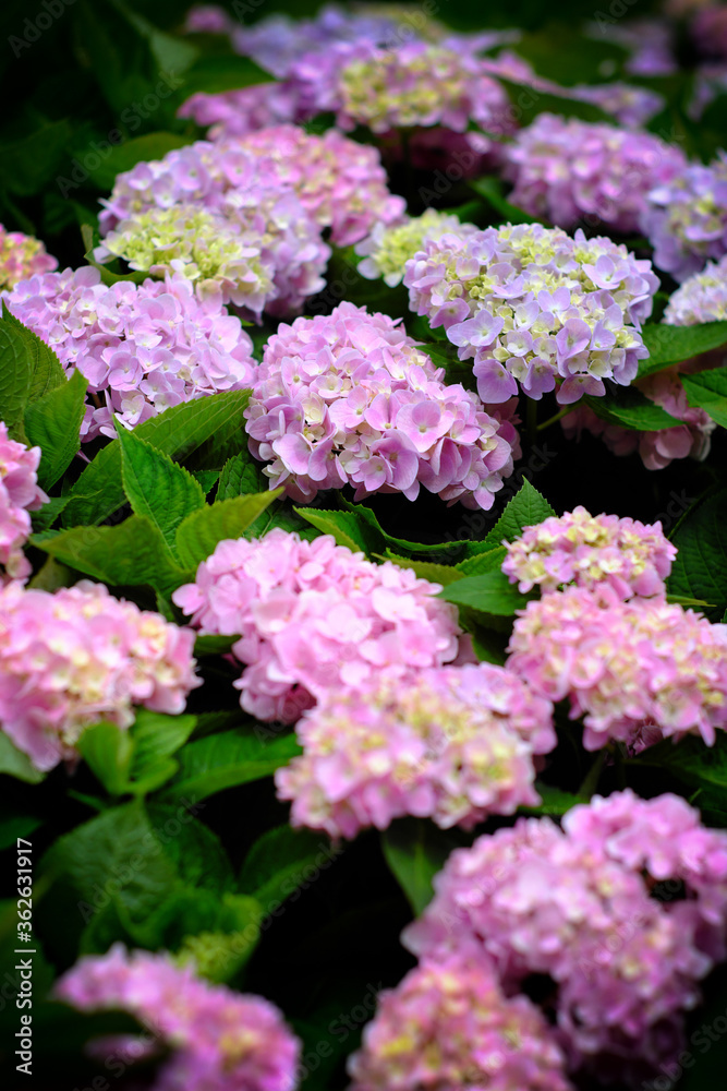 Hydrangea flowers at Liming Trail Garden of Taishan District, New Taipei, Taiwan. Hydrangea flowers at Liming Trail Garden of Taishan District, New Taipei, Taiwan.