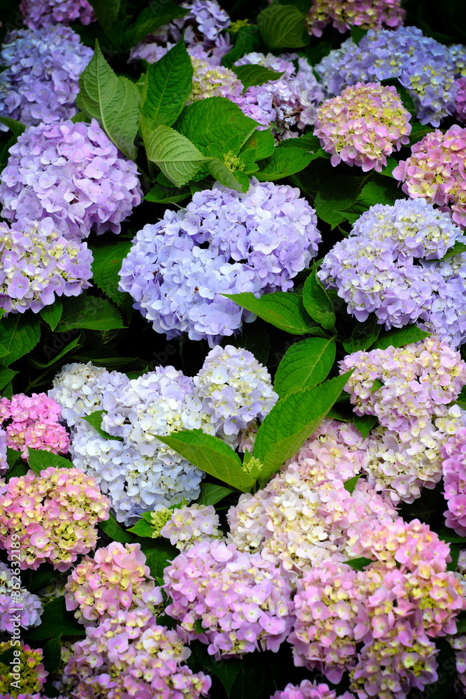 Hydrangea flowers at Liming Trail Garden of Taishan District, New Taipei, Taiwan. Hydrangea flowers at Liming Trail Garden of Taishan District, New Taipei, Taiwan.