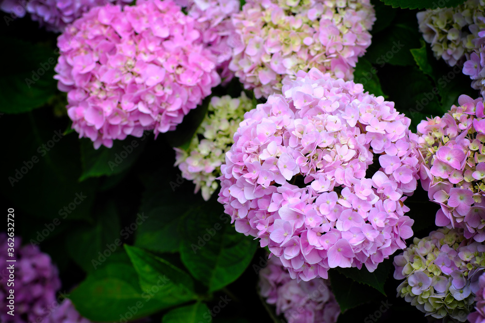 Hydrangea flowers at Liming Trail Garden of Taishan District, New Taipei, Taiwan. Hydrangea flowers at Liming Trail Garden of Taishan District, New Taipei, Taiwan.