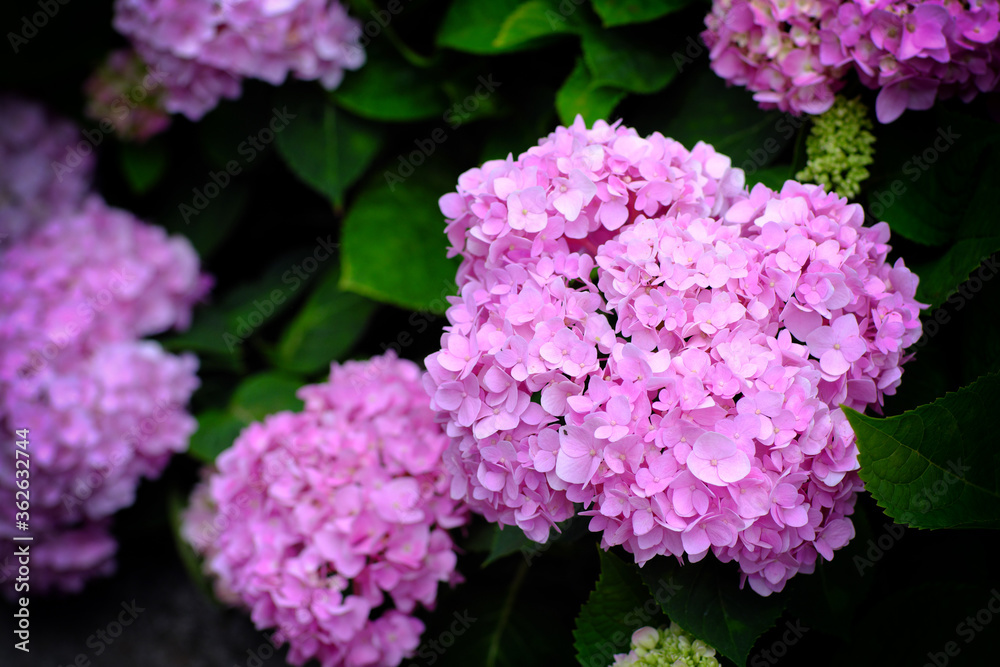 Hydrangea flowers at Liming Trail Garden of Taishan District, New Taipei, Taiwan. Hydrangea flowers at Liming Trail Garden of Taishan District, New Taipei, Taiwan.