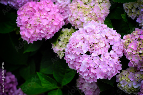 Hydrangea flowers at Liming Trail Garden of Taishan District  New Taipei  Taiwan.