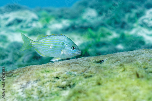 A small Pinfish searches for food on an algae covered rock. photo