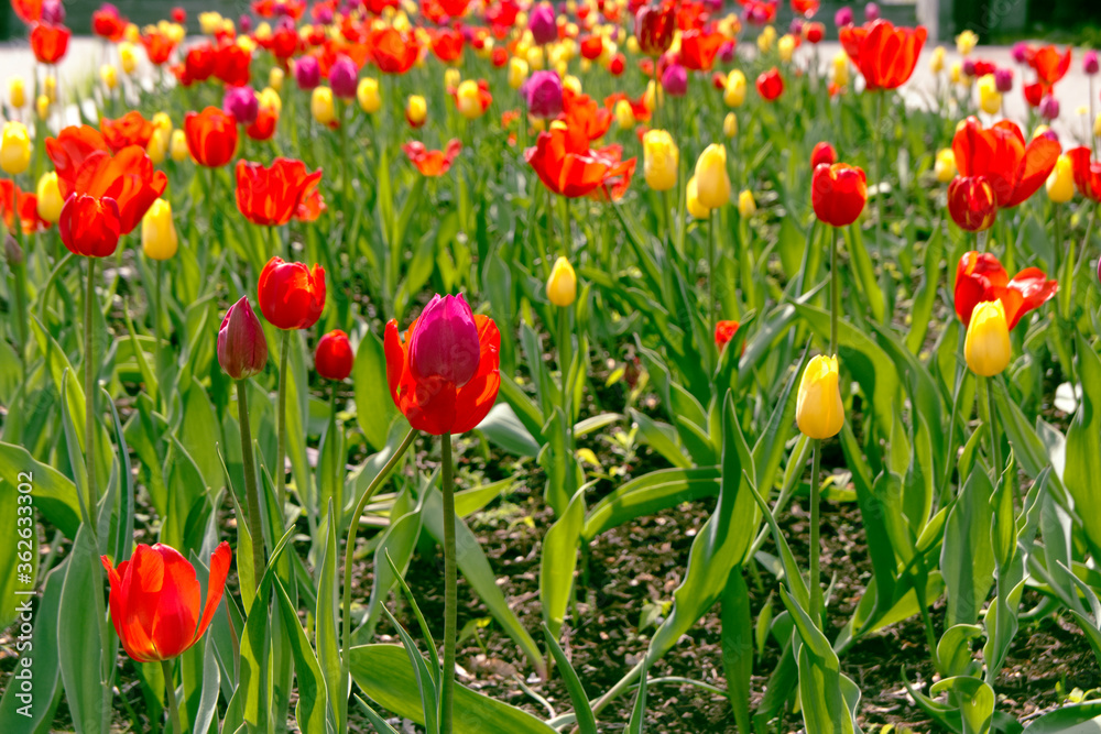 Obraz premium Field of tulips in the garden