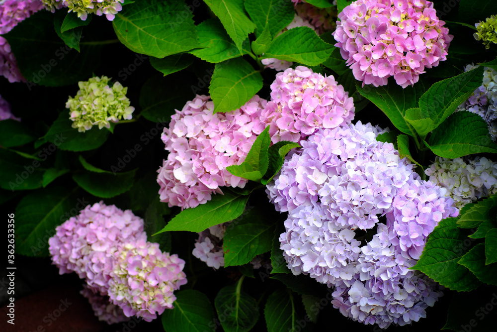Hydrangea flowers at Liming Trail Garden of Taishan District, New Taipei, Taiwan. Hydrangea flowers at Liming Trail Garden of Taishan District, New Taipei, Taiwan.
