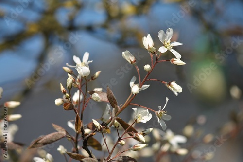 june berry flowers in Spring