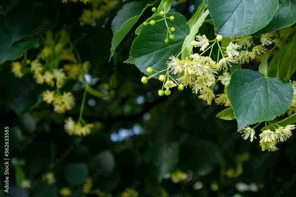 linden tree blossom, close-up photo, summer herbal background with a place for text linden tree blossom, close-up photo, summer herbal background with a place for text
