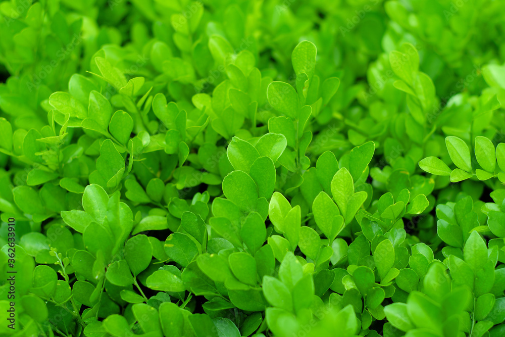 Leaf Background Material, Fresh Green Background. Leaf Background Material, Fresh Green Background.