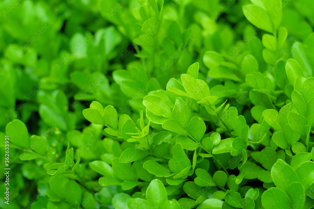 Leaf Background Material, Fresh Green Background. Leaf Background Material, Fresh Green Background.