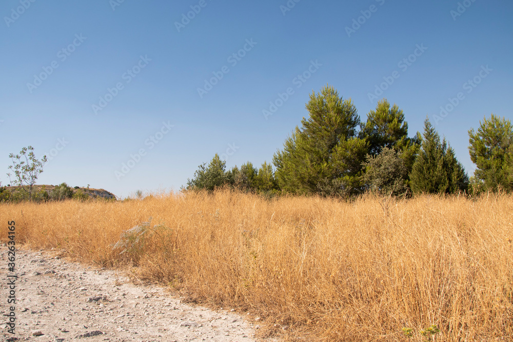 dirt road landscape with brown leaves and green trees dirt road landscape with brown leaves and green trees