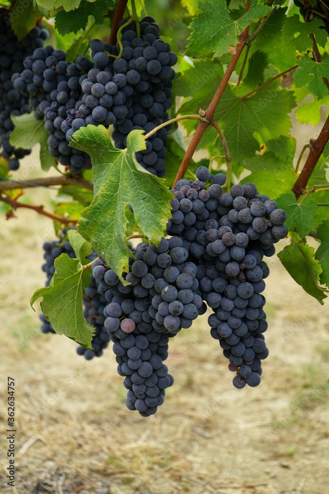 Vineyards waiting for harvest