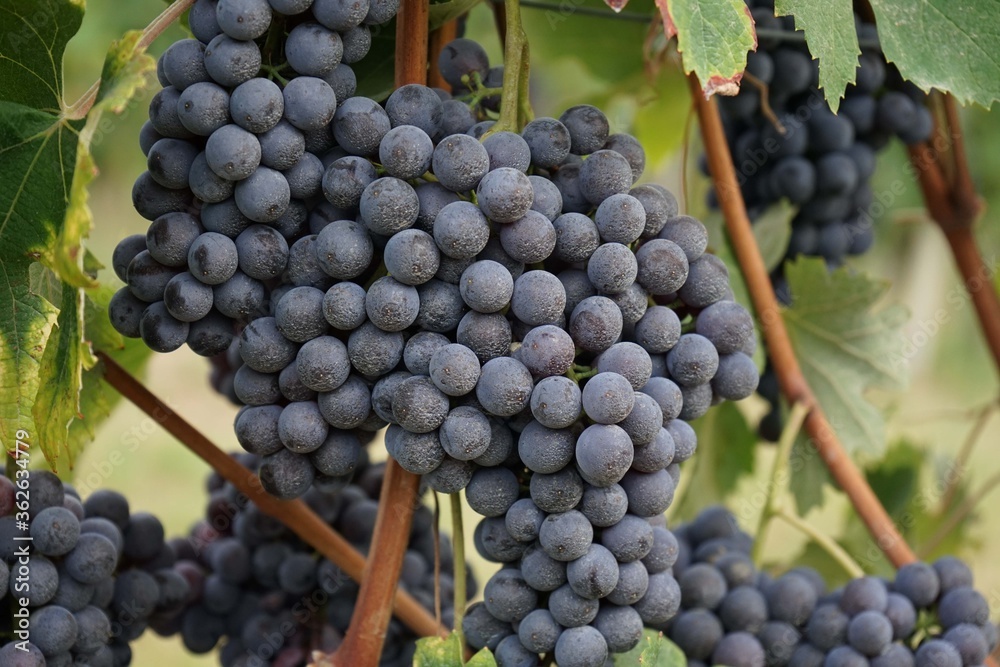 Fototapeta premium Vineyards waiting for harvest