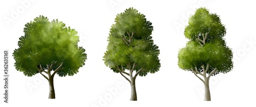 set of watercolor tree side view isolated on white background for landscape and architecture element