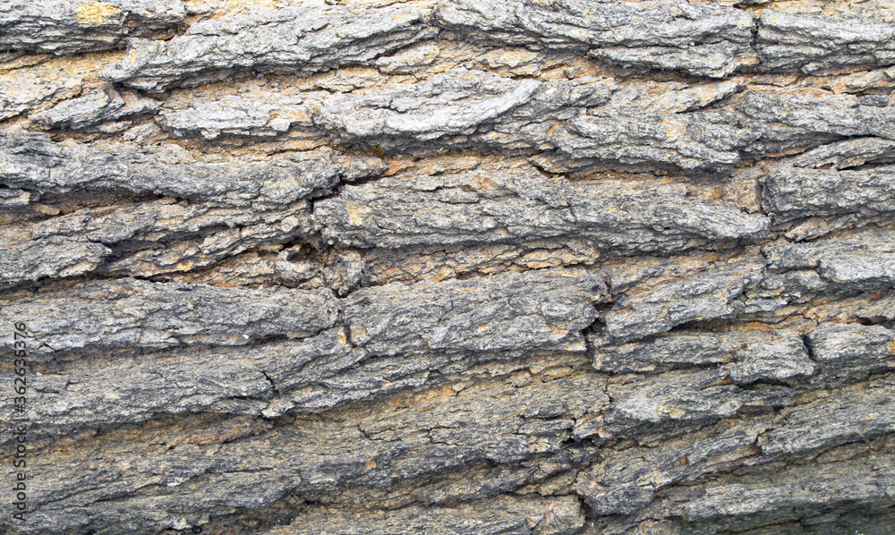 timber timber