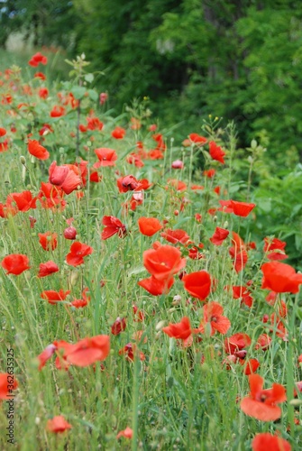 Country side: poppies in a meadow