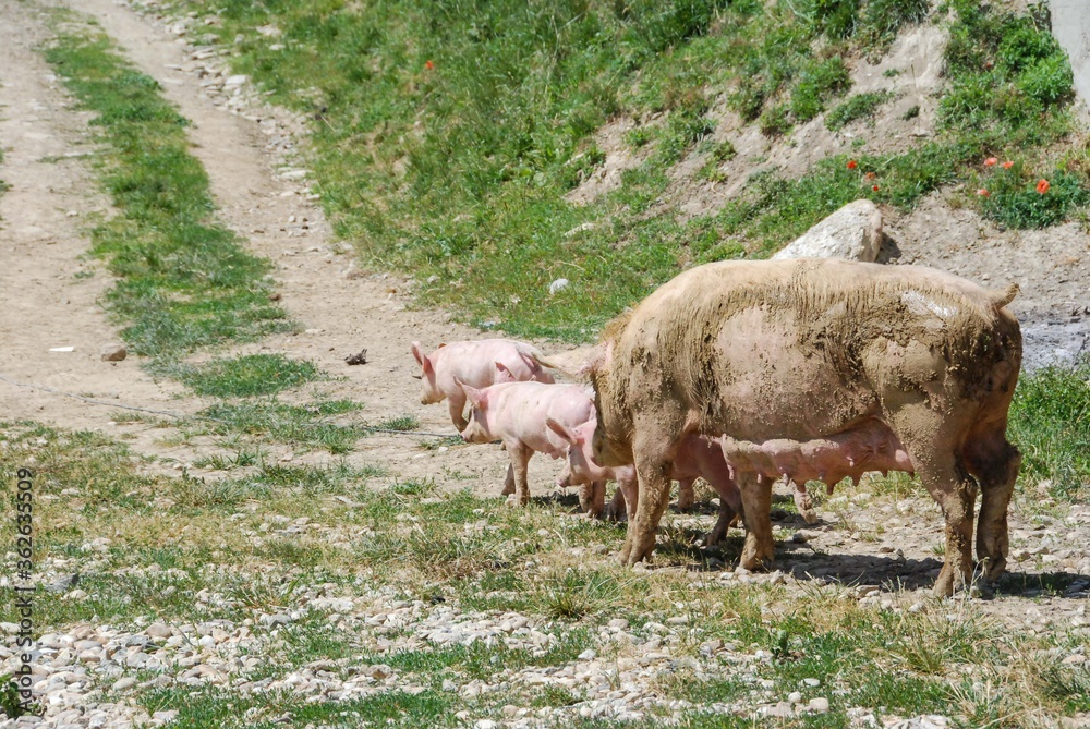 Obraz premium Some piglets looking for food