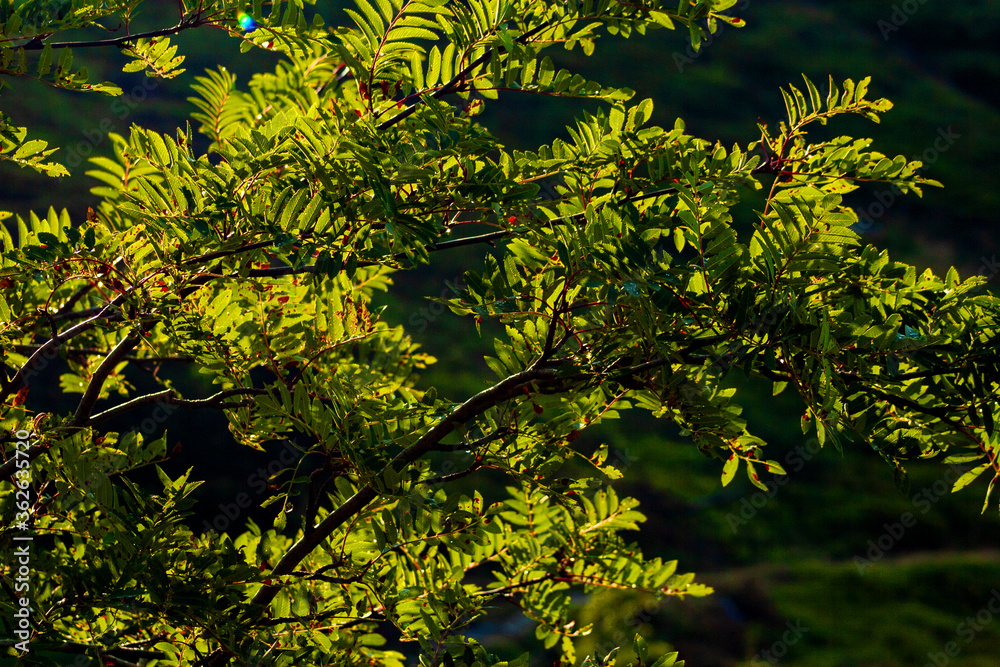 green leaves green leaves