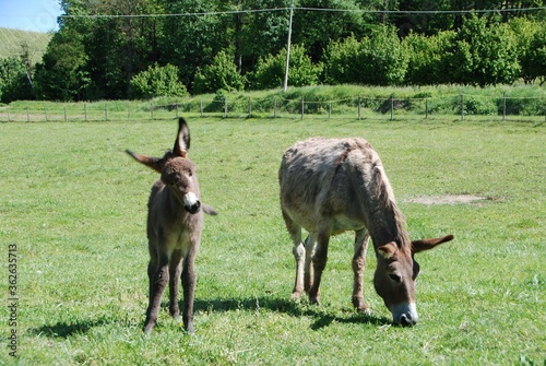 Donkeys grazing photo