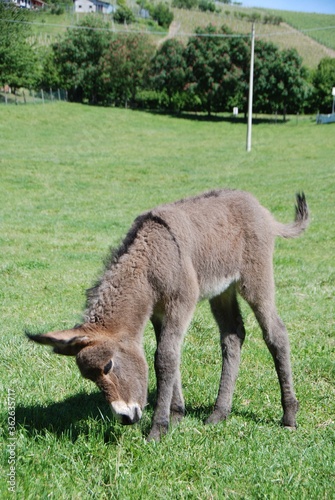 Donkey grazing photo