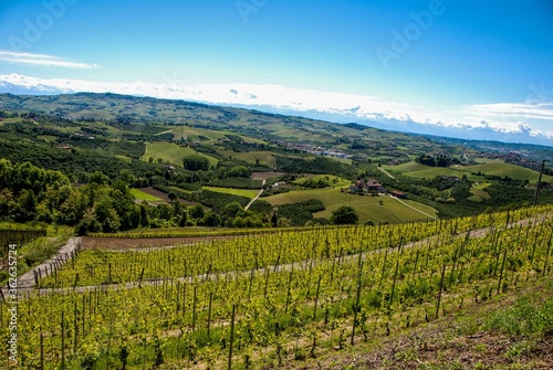 Vineyards of Langhe, Piedmont - Italy