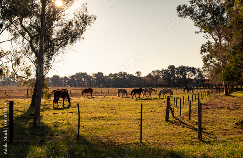 horses in the field