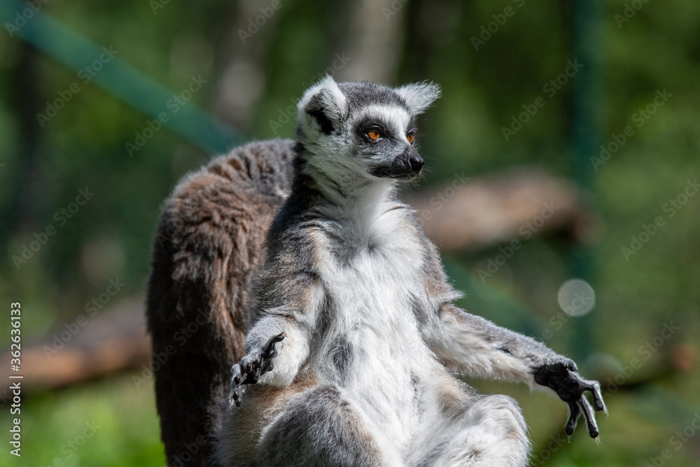 Lemur at Furuviks Zoo, Sweden Lemur at Furuviks Zoo, Sweden