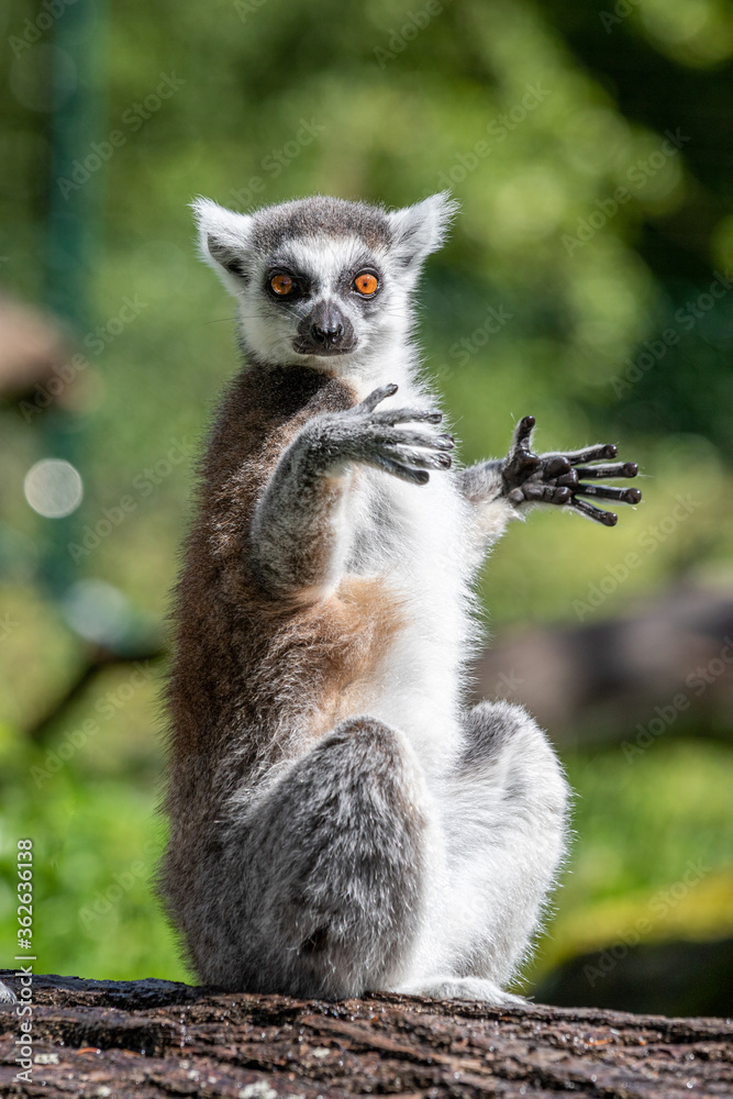 Obraz premium Lemur at Furuviks Zoo, Sweden