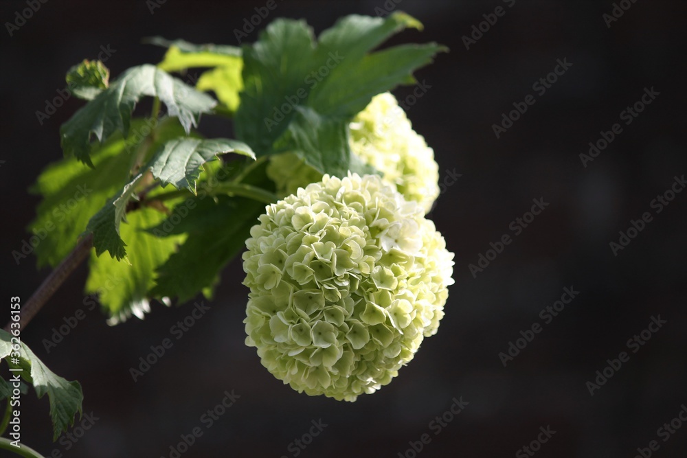 snowball bush or viburnum opulus Roseum snowball bush or viburnum opulus Roseum