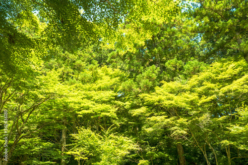 明るい緑の木の風景