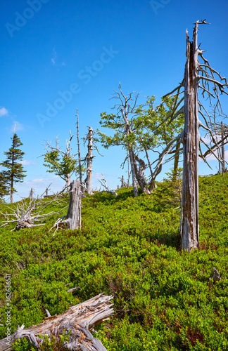 Dead trees in Karkonosze National Park  Poland.