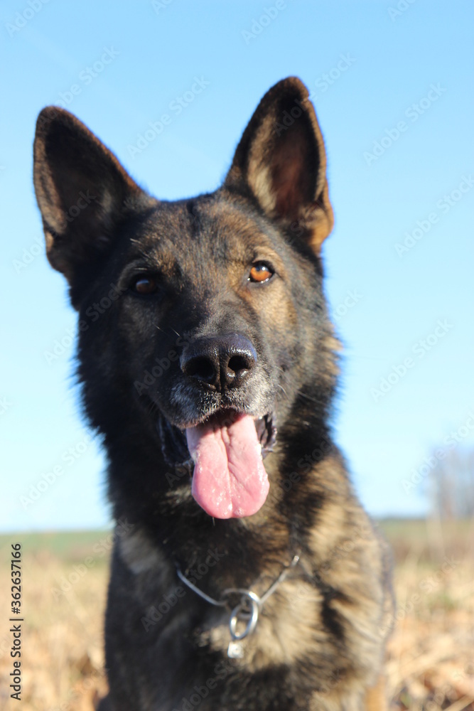 Deutscher Schäferhund reinrassig Portrait Kopf blauer Himmel Hintergrund schwarz braun grau Leistung Zucht Sporthund Sport Zunge Nase Schutzhund IGP 