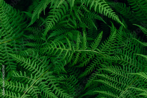 green fern leaves