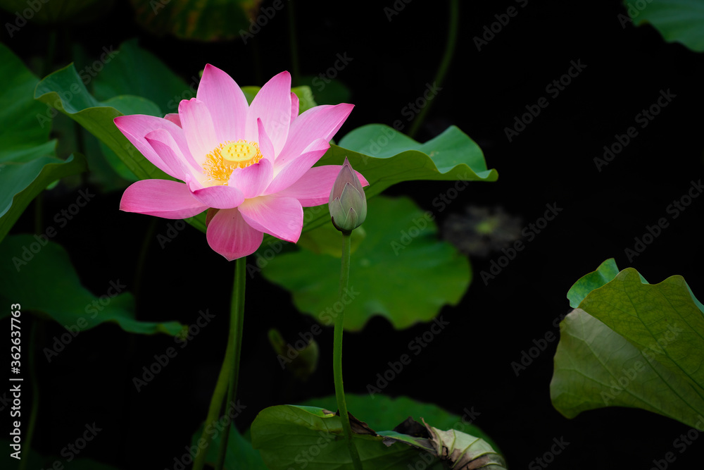 Lotus Flower at Taipei Botanical Garden in Taipei, Taiwan. Lotus Flower at Taipei Botanical Garden in Taipei, Taiwan.