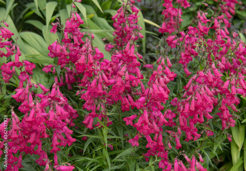 Tableau sur toile Summer Flowering Dark Pink Flowers of a Penstemon Plant (Penstemon 'Andenken an
