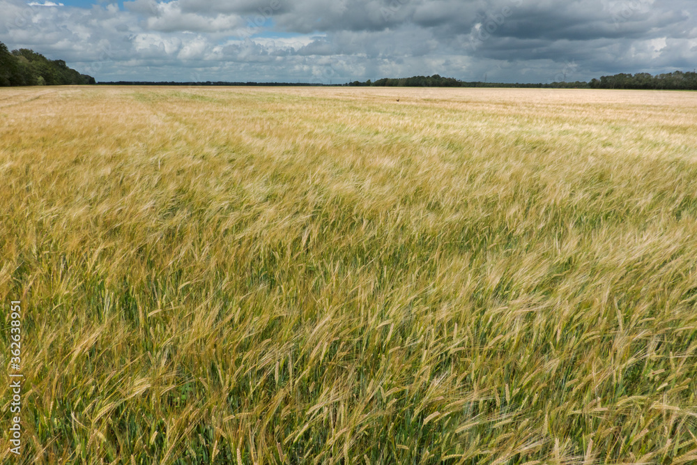 Field of Barley, Hordeum vulgare, under a blue sky with dark clouds Field of Barley, Hordeum vulgare, under a blue sky with dark clouds
