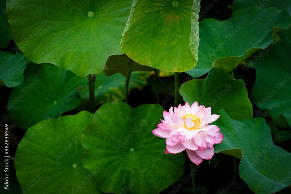 Lotus Flower at Taipei Botanical Garden in Taipei, Taiwan. Lotus Flower at Taipei Botanical Garden in Taipei, Taiwan.