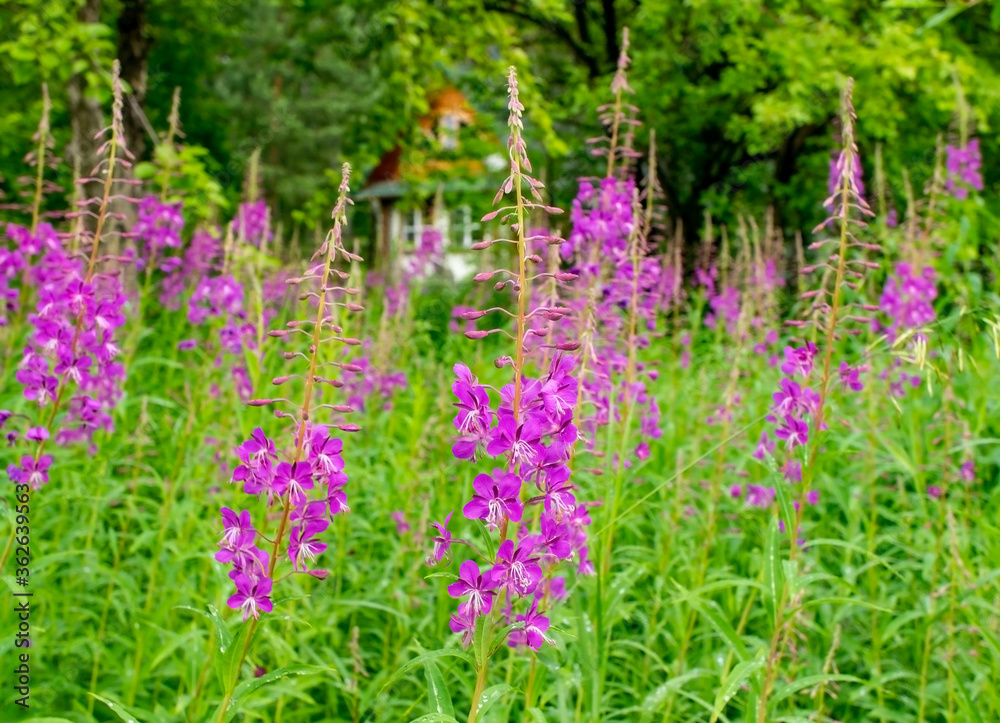 pink fireweed flowers firetop, rosebay willow-herb flowers on a background of a wooden house and greenery pink fireweed flowers firetop, rosebay willow-herb flowers on a background of a wooden house and greenery