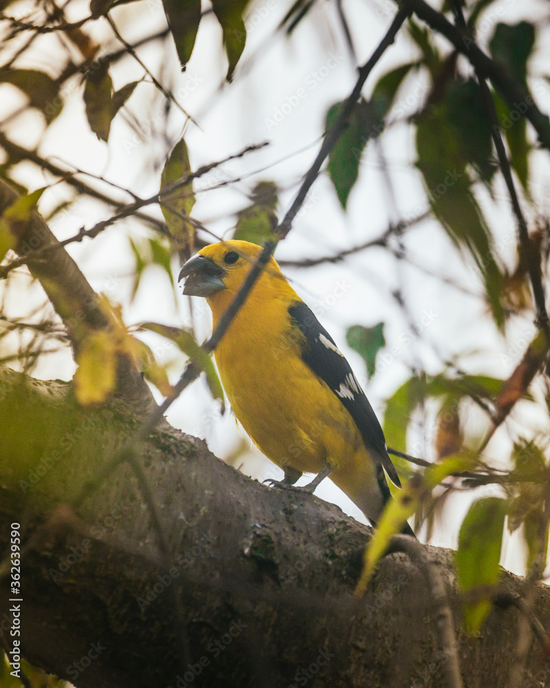 Naklejka premium yellow and blue bird